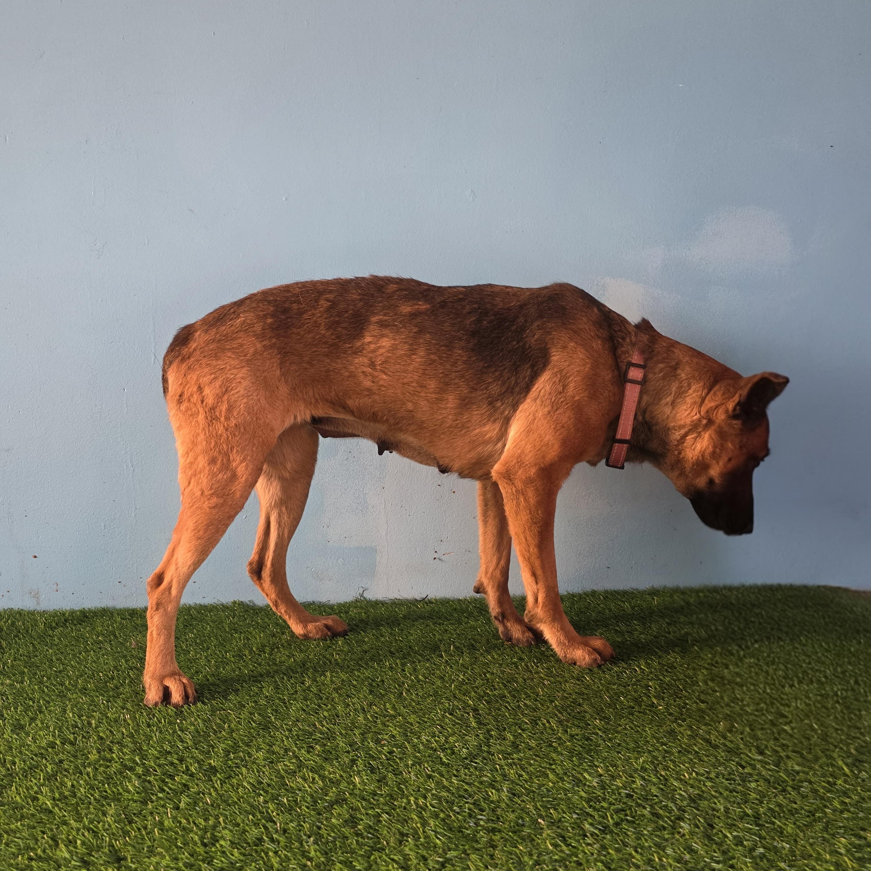 Enlarge Goyita, a ADOPTABLE mixed breed in Tijuana, BCN image 4/5