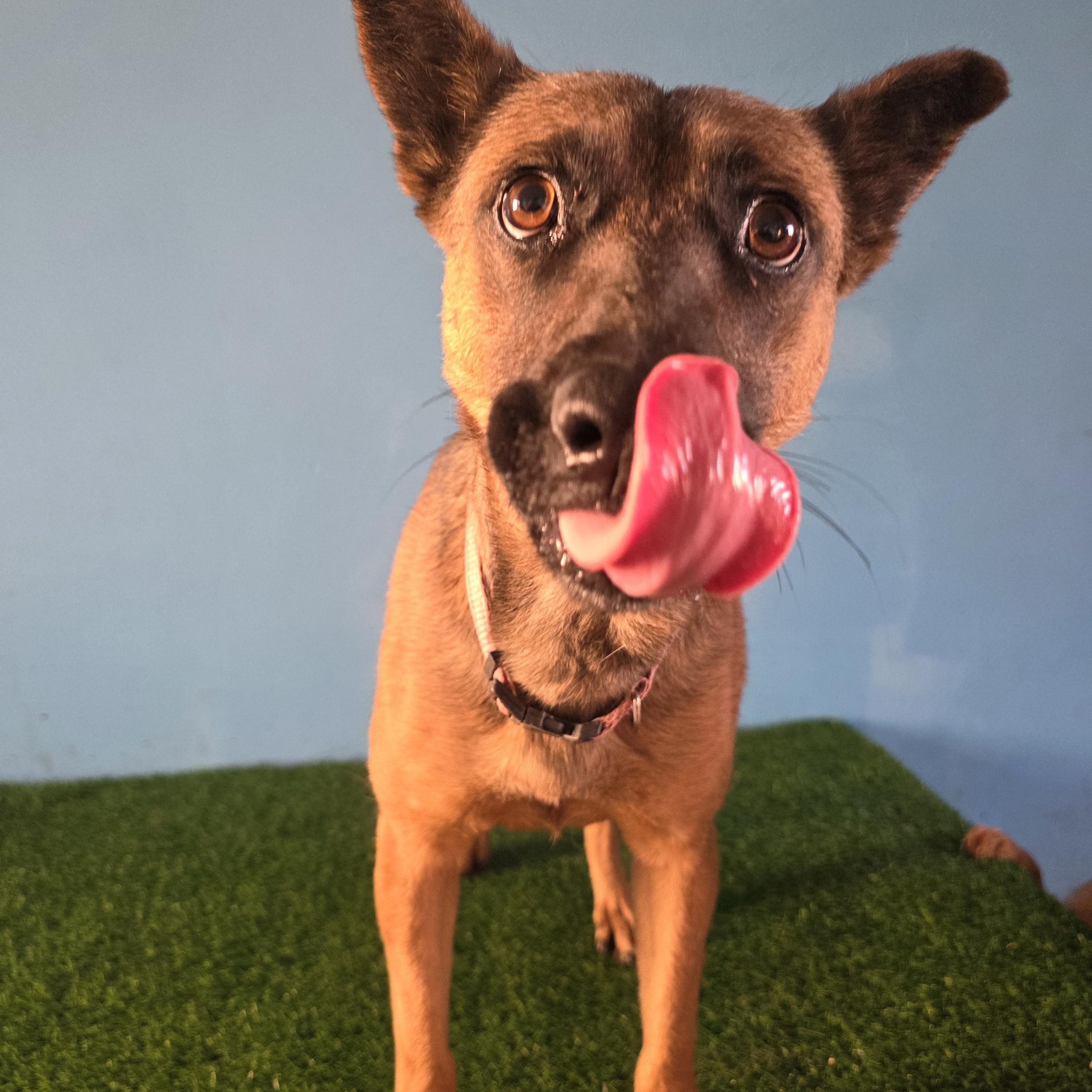 Enlarge Goyita, a ADOPTABLE mixed breed in Tijuana, BCN image 5/5