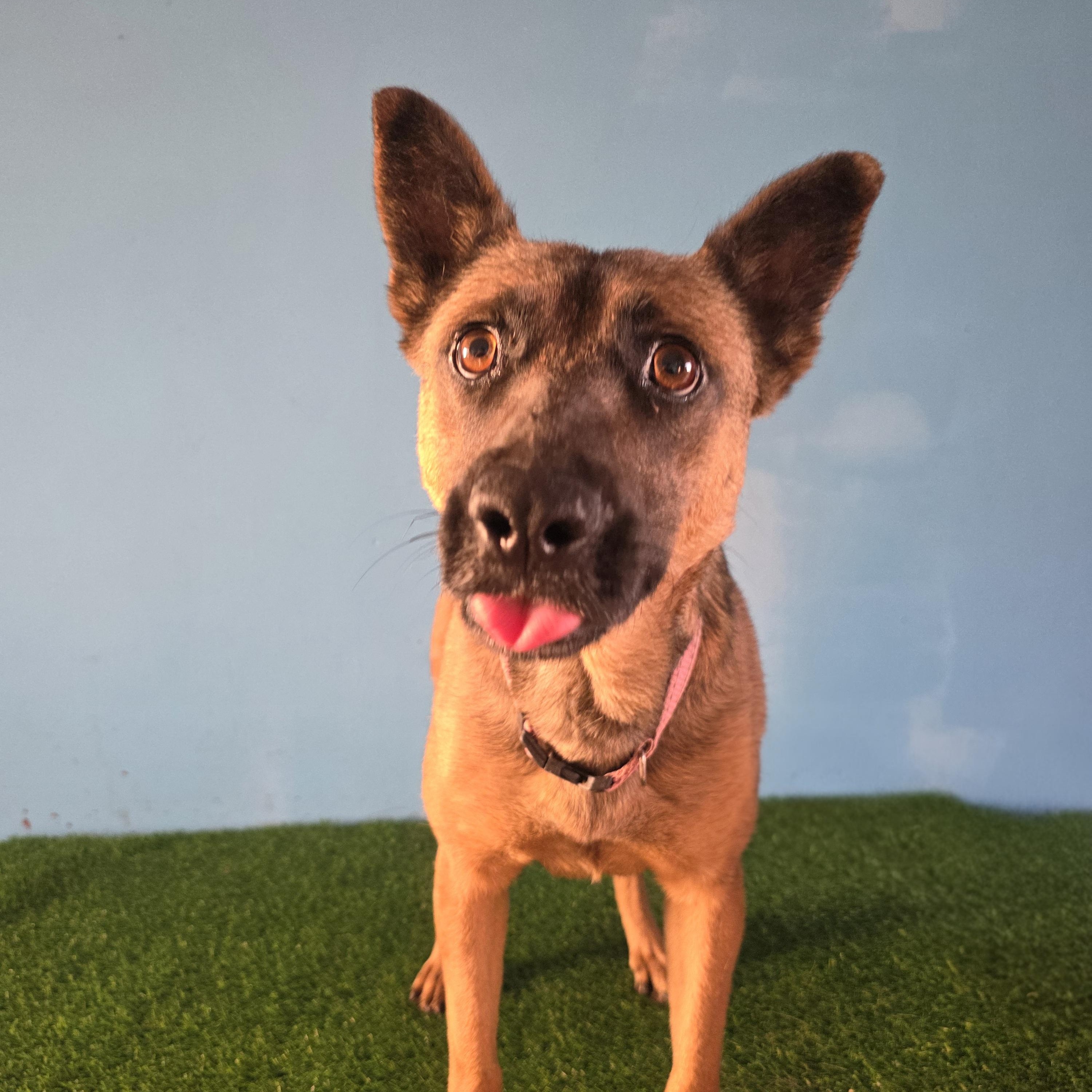 Enlarge Goyita, a ADOPTABLE mixed breed in Tijuana, BCN image 2/5