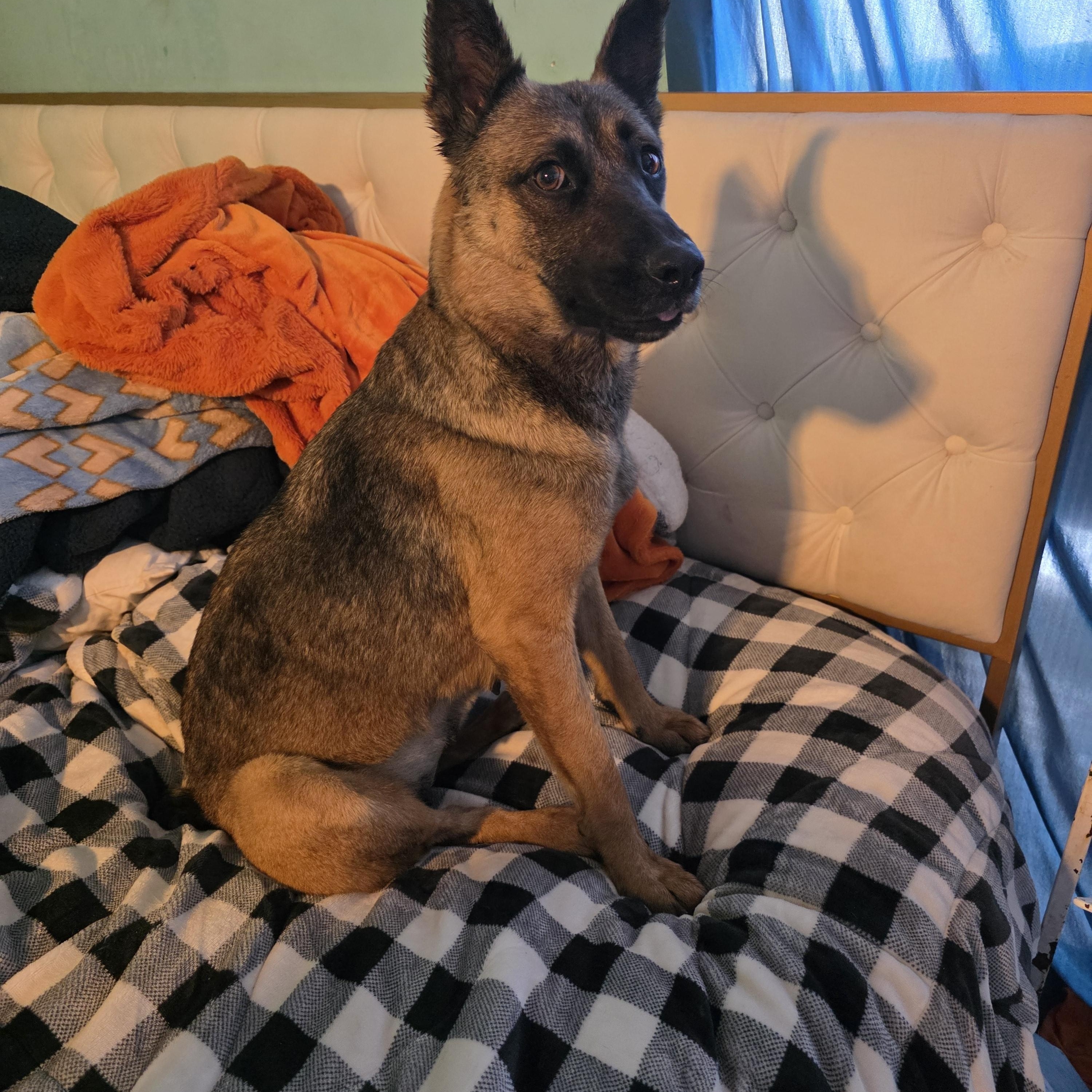 Goyita, ADOPTABLE, Adult Female Belgian Shepherd / Malinois.