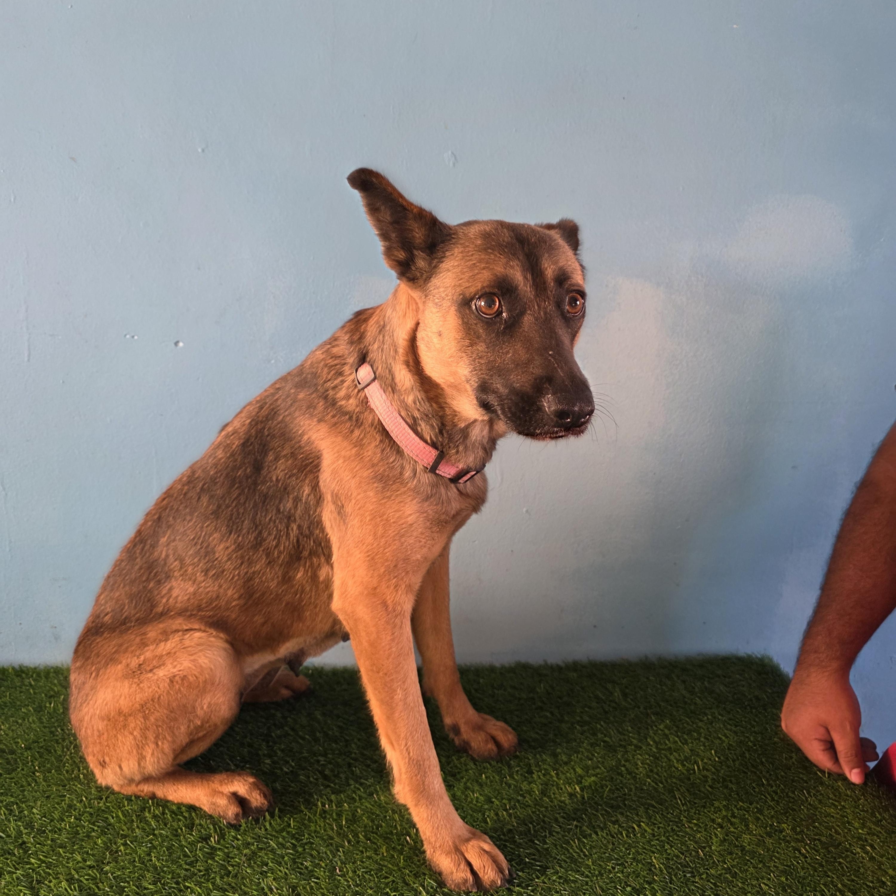 Enlarge Goyita, a ADOPTABLE mixed breed in Tijuana, BCN image 3/5