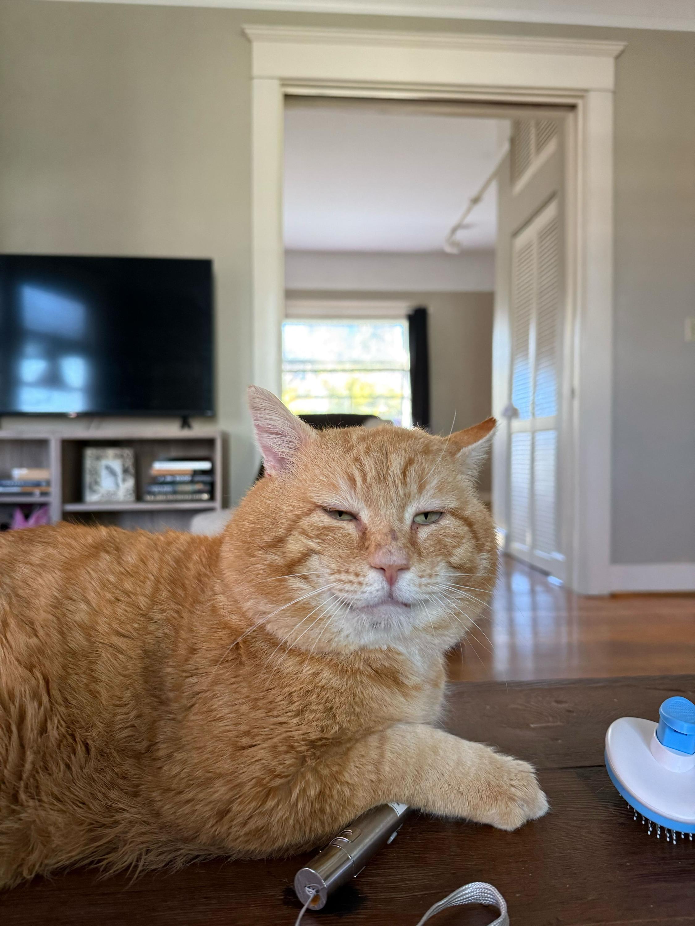 Enlarge Channing Tatum, a ADOPTABLE Domestic Short Hair in Seattle, WA image 4/5