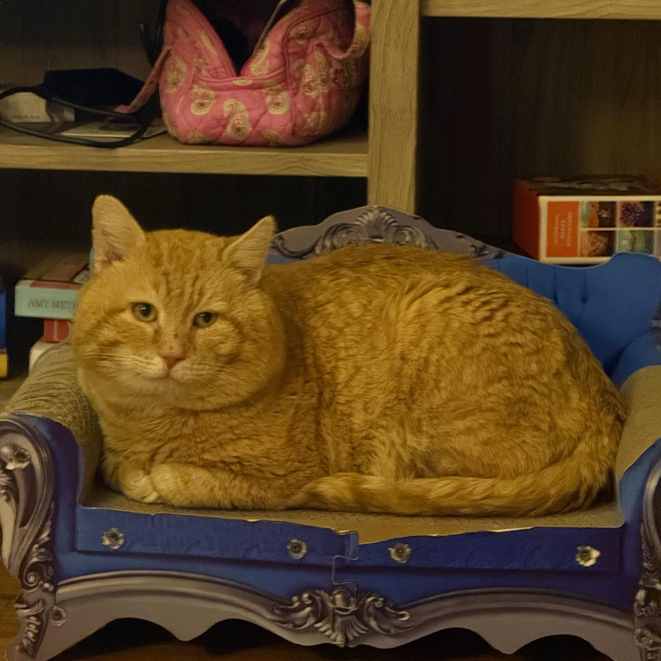 Enlarge Channing Tatum, a ADOPTABLE Domestic Short Hair in Seattle, WA image 1/5