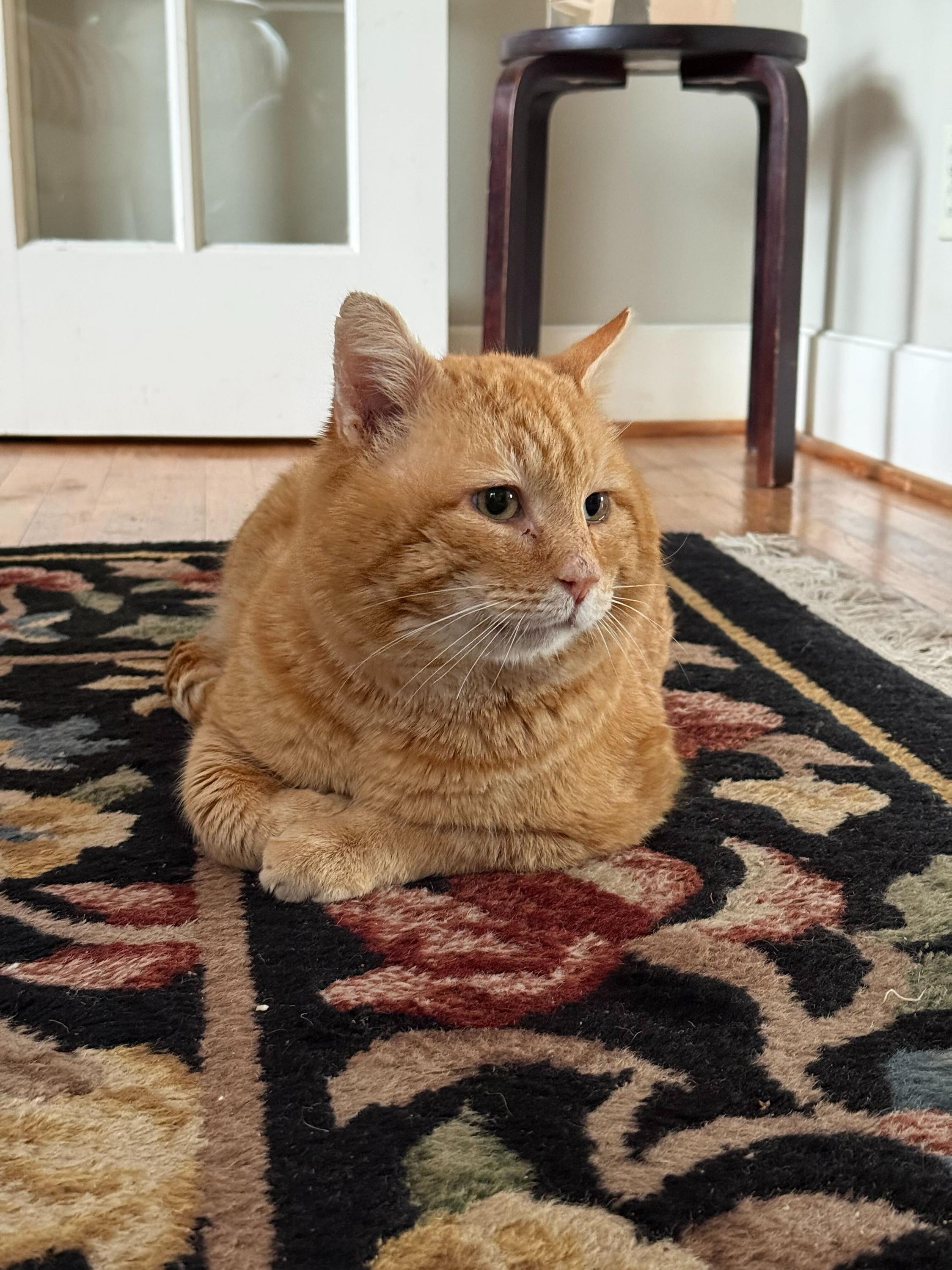 Enlarge Channing Tatum, a ADOPTABLE Domestic Short Hair in Seattle, WA image 2/5