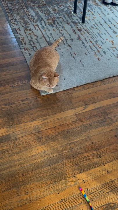 Enlarge Channing Tatum, a ADOPTABLE Domestic Short Hair in Seattle, WA video 5/5