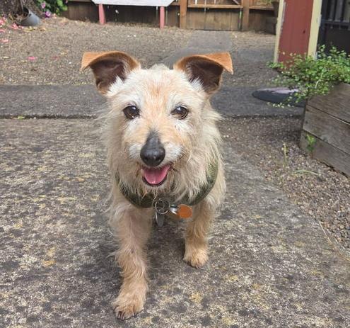 Enlarge Buster, a Adoptable mixed breed in Eugene, OR image 1/1