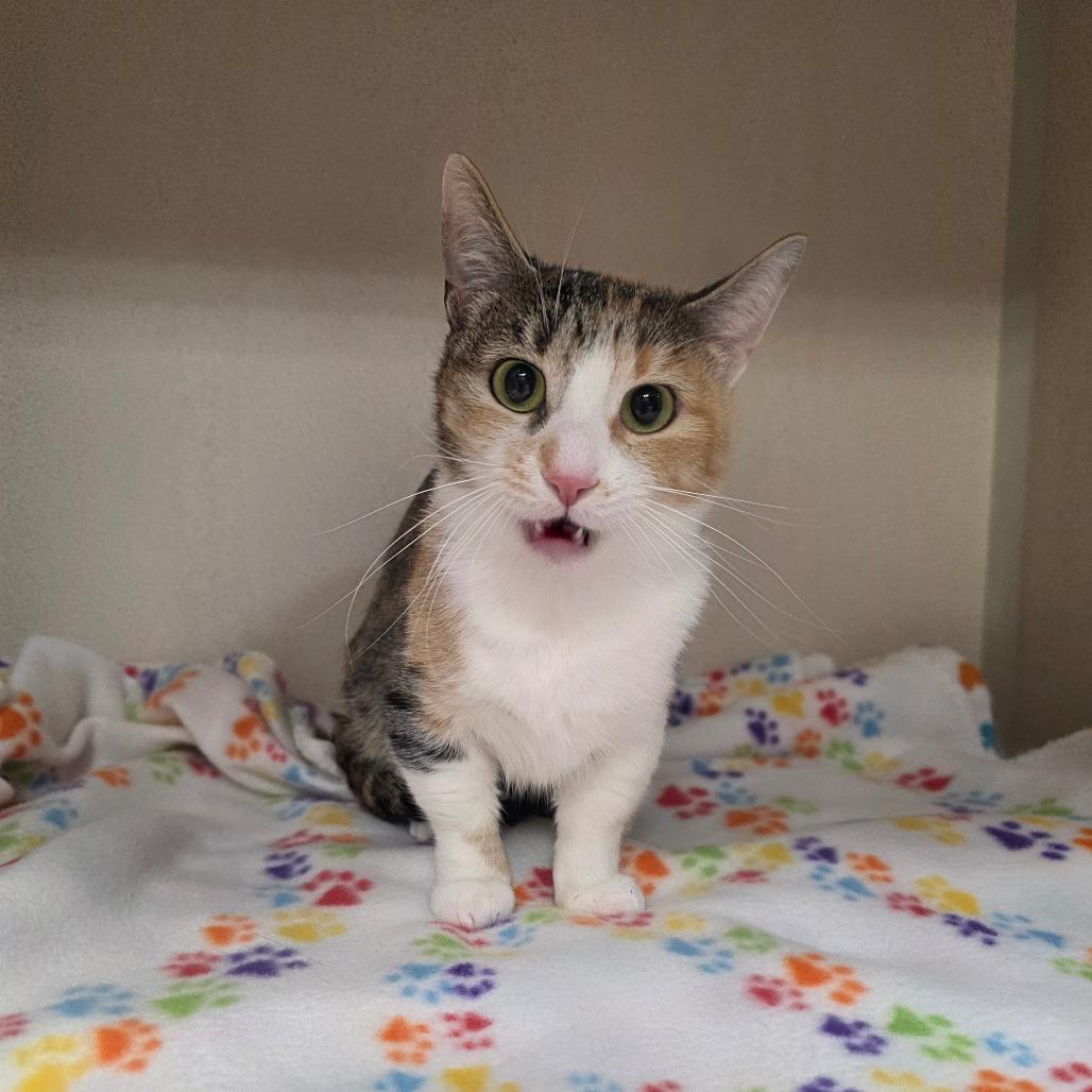 Enlarge Peanut, a Adoptable mixed breed in Great Falls, MT image 1/3