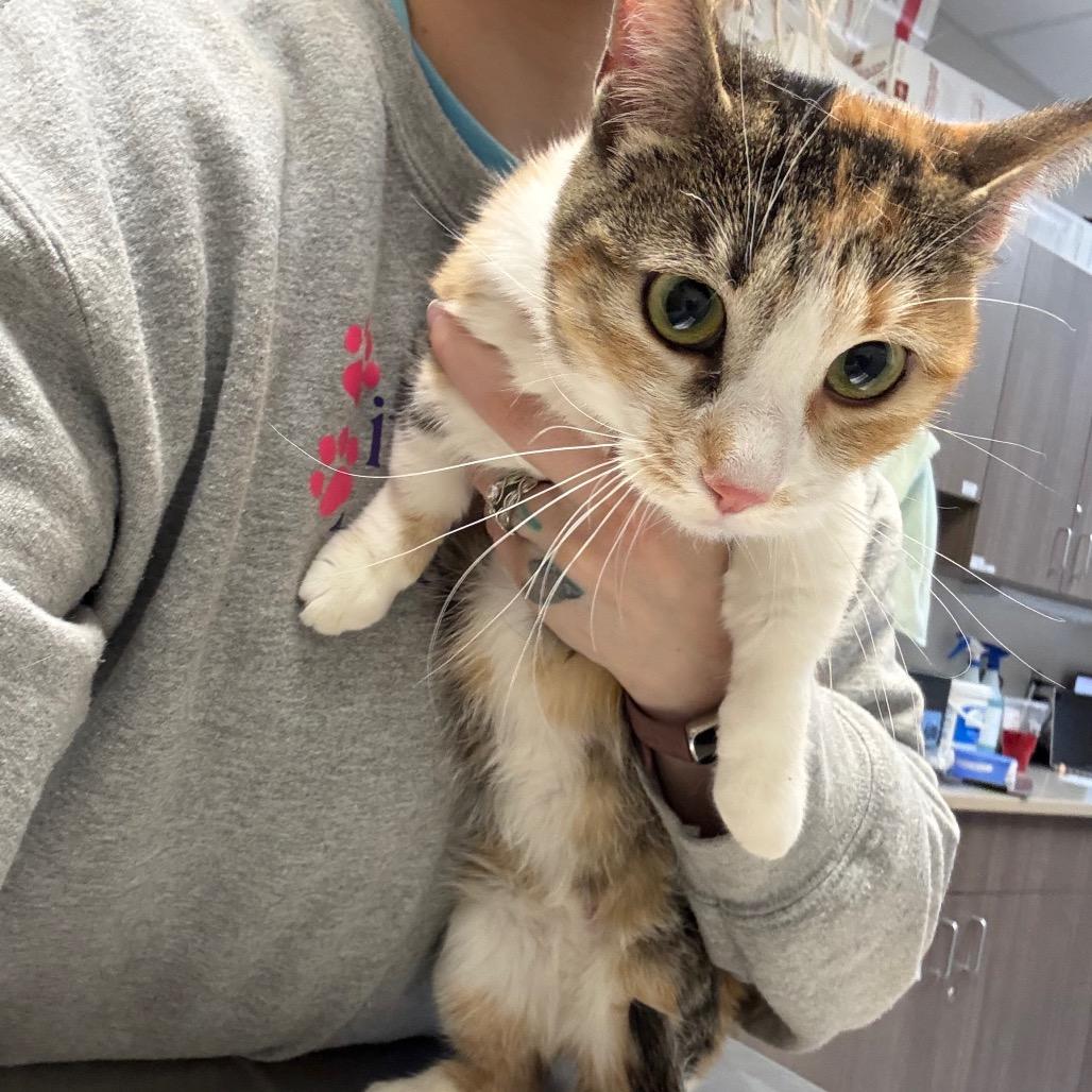 Enlarge Peanut, a Adoptable mixed breed in Great Falls, MT image 2/3