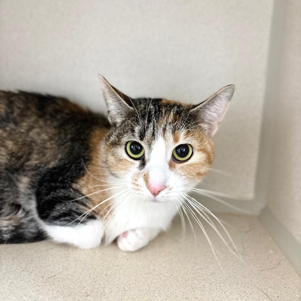 Peanut, Adoptable, Adult Female Domestic Short Hair & Munchkin.