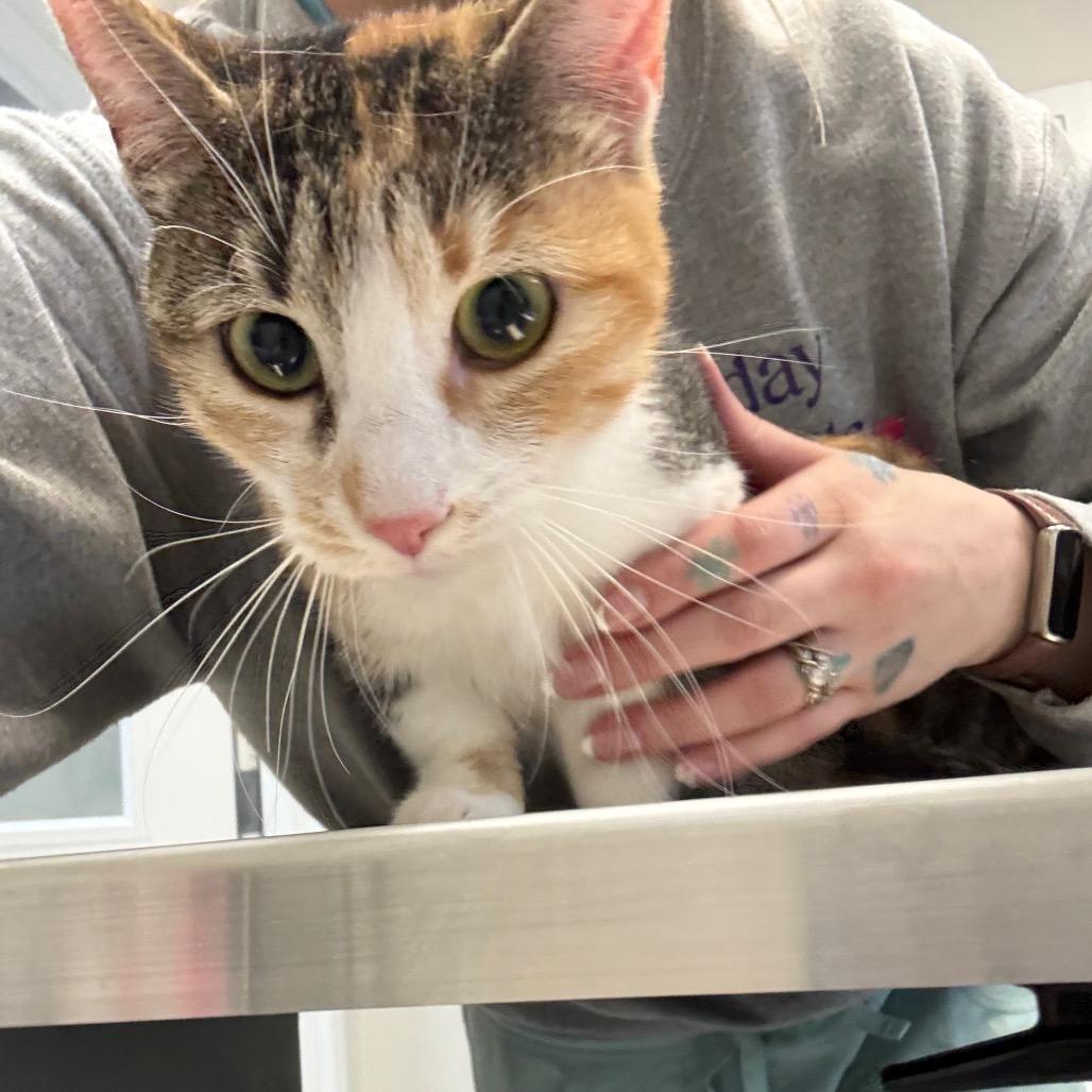 Enlarge Peanut, a Adoptable mixed breed in Great Falls, MT image 3/3