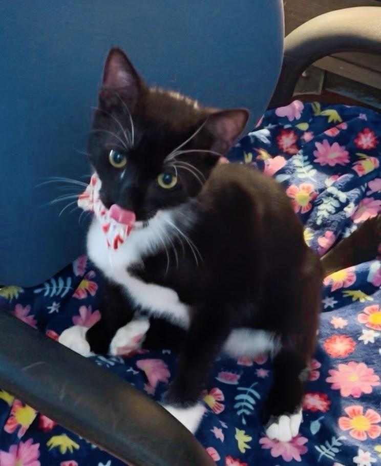 Enlarge Osetra, a Adoptable Tuxedo in San Juan Capistrano, CA image 2/5