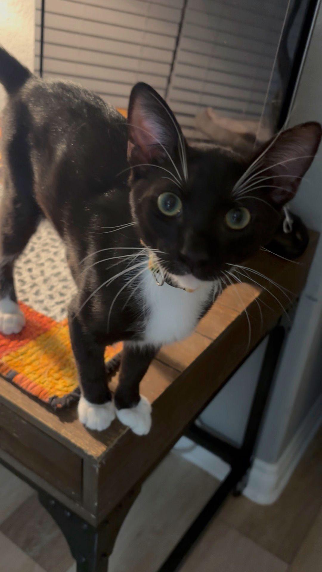 Ossetra, a Adoptable Tuxedo in San Juan Capistrano, CA image 1/4