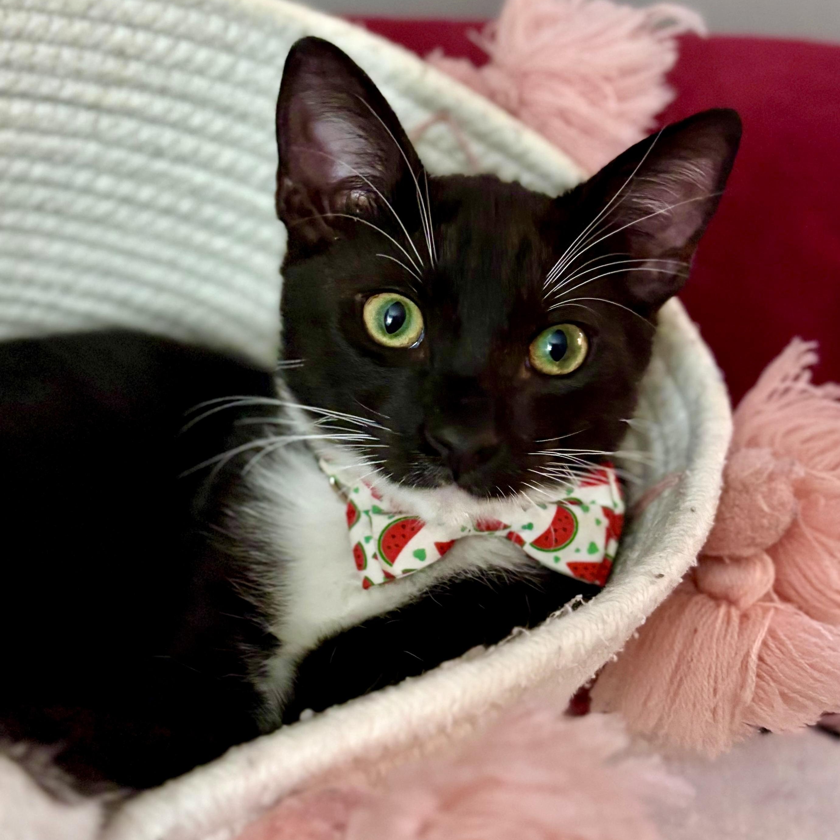 Enlarge Osetra, a Adoptable Tuxedo in San Juan Capistrano, CA image 1/5