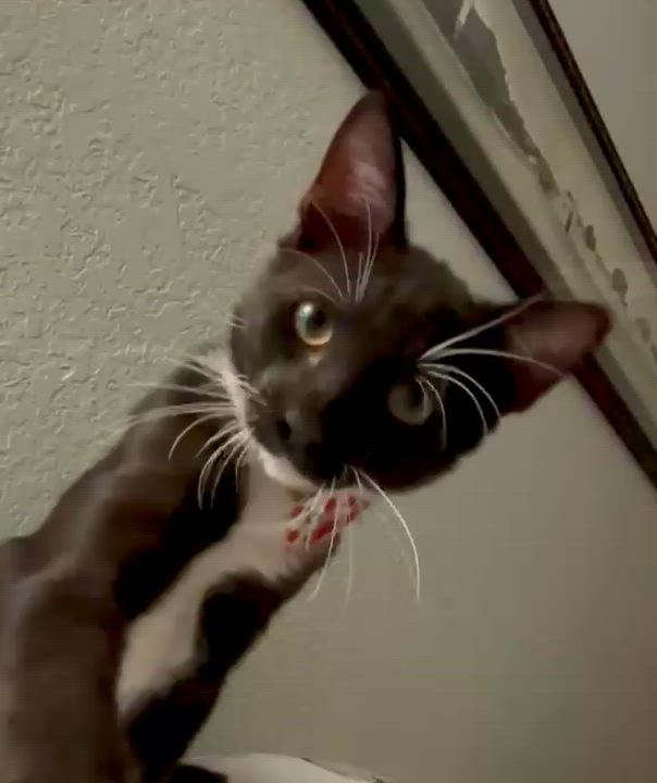 Enlarge Osetra, a Adoptable Tuxedo in San Juan Capistrano, CA video 3/5