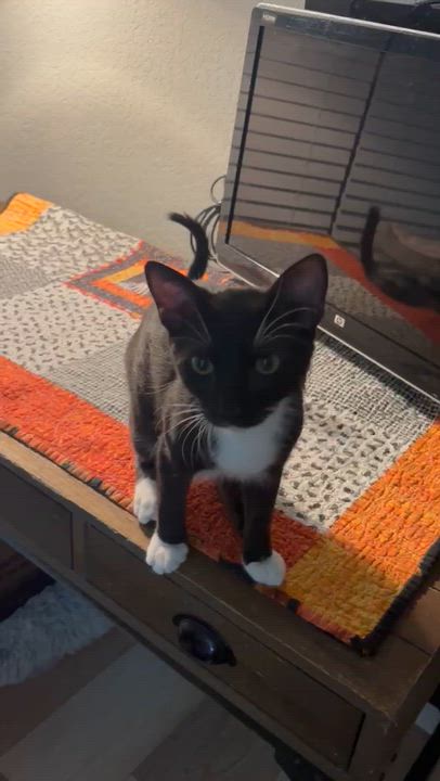 Enlarge Ossetra, a Adoptable Tuxedo in San Juan Capistrano, CA video 3/4