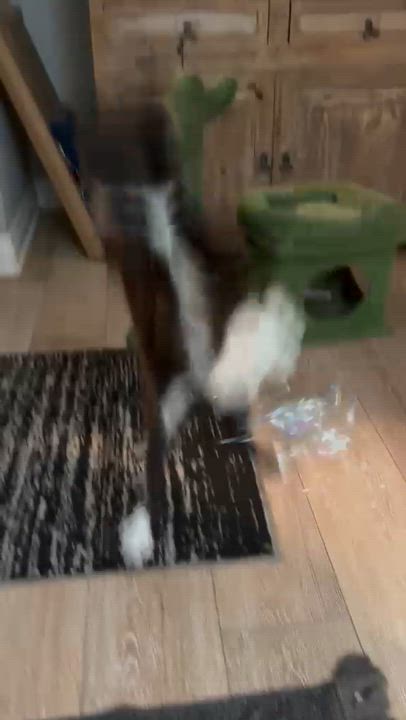 Enlarge Ossetra, a Adoptable Tuxedo in San Juan Capistrano, CA video 2/4