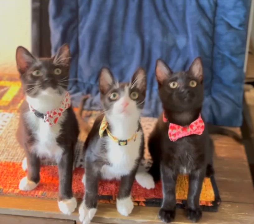 Enlarge Osetra, a Adoptable Tuxedo in San Juan Capistrano, CA video 4/5