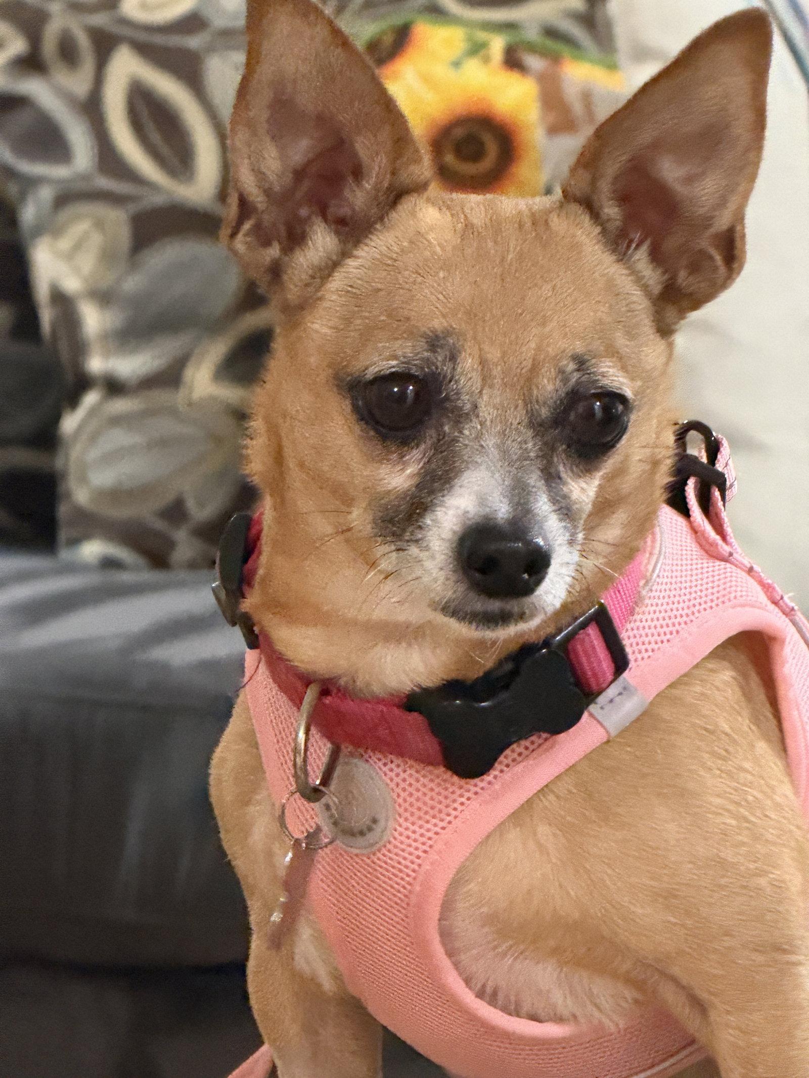 Enlarge Lucy, a Adoptable mixed breed in San Francisco, CA image 1/3