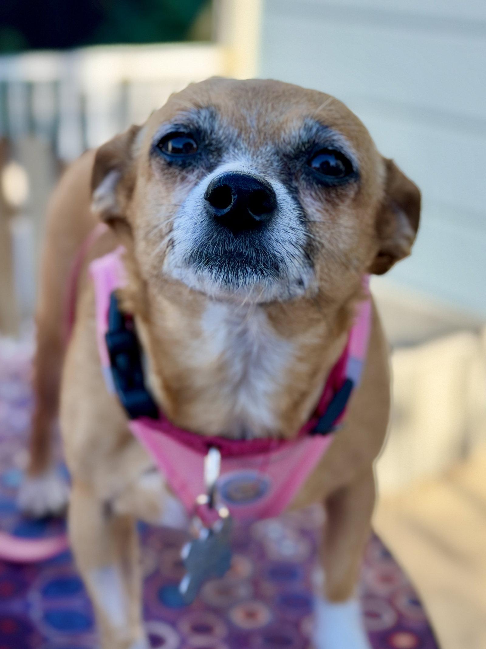 Enlarge Lucy, a Adoptable mixed breed in San Francisco, CA image 2/3