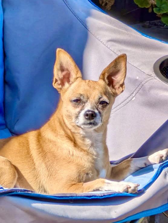Enlarge Lucy, a Adoptable mixed breed in San Francisco, CA image 3/3