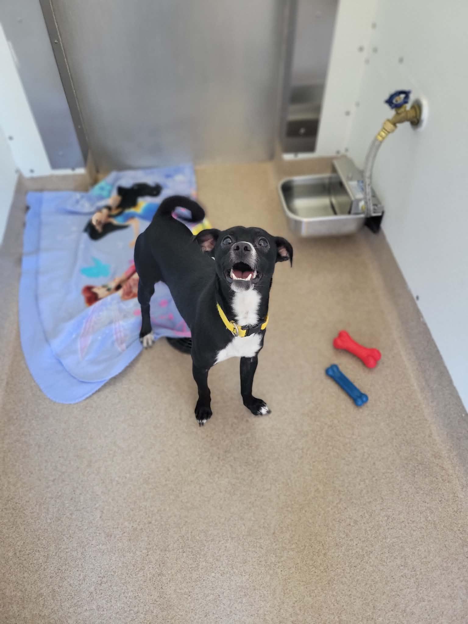 Archie, Adoptable, Adult Male Chihuahua.