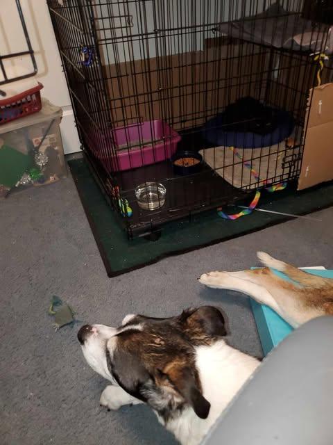 Enlarge Hissy, a Adoptable Domestic Short Hair in Keansburg, NJ image 2/4