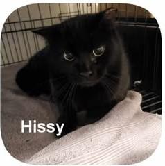 Enlarge Hissy, a Adoptable Domestic Short Hair in Keansburg, NJ image 1/4