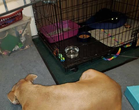 Enlarge Hissy, a Adoptable Domestic Short Hair in Keansburg, NJ image 3/4