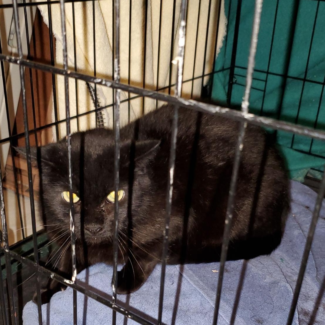 Enlarge Hissy, a Adoptable Domestic Short Hair in Keansburg, NJ image 4/4