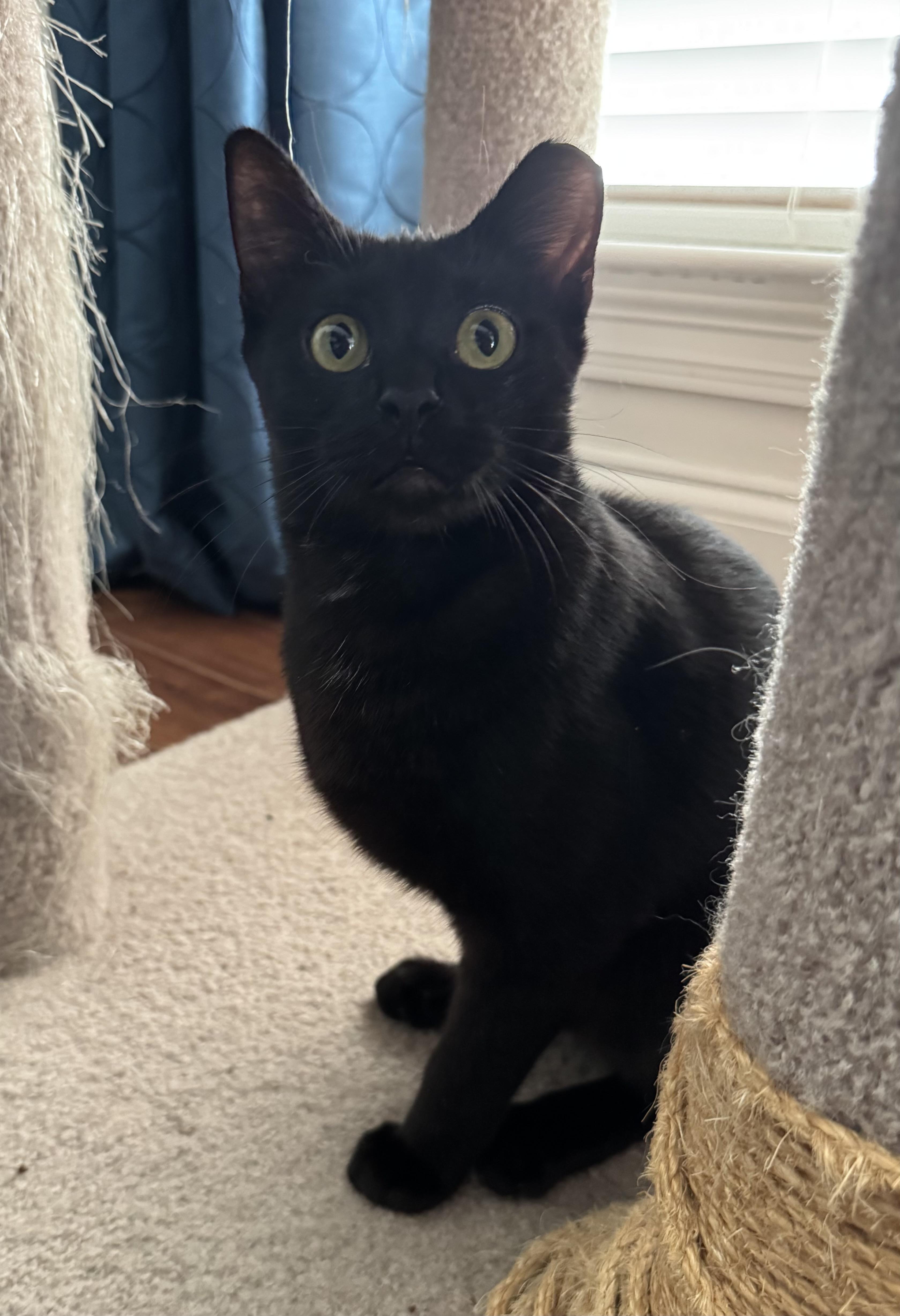 Trinity, a ADOPTABLE Domestic Short Hair in New Orleans, LA image 5/6