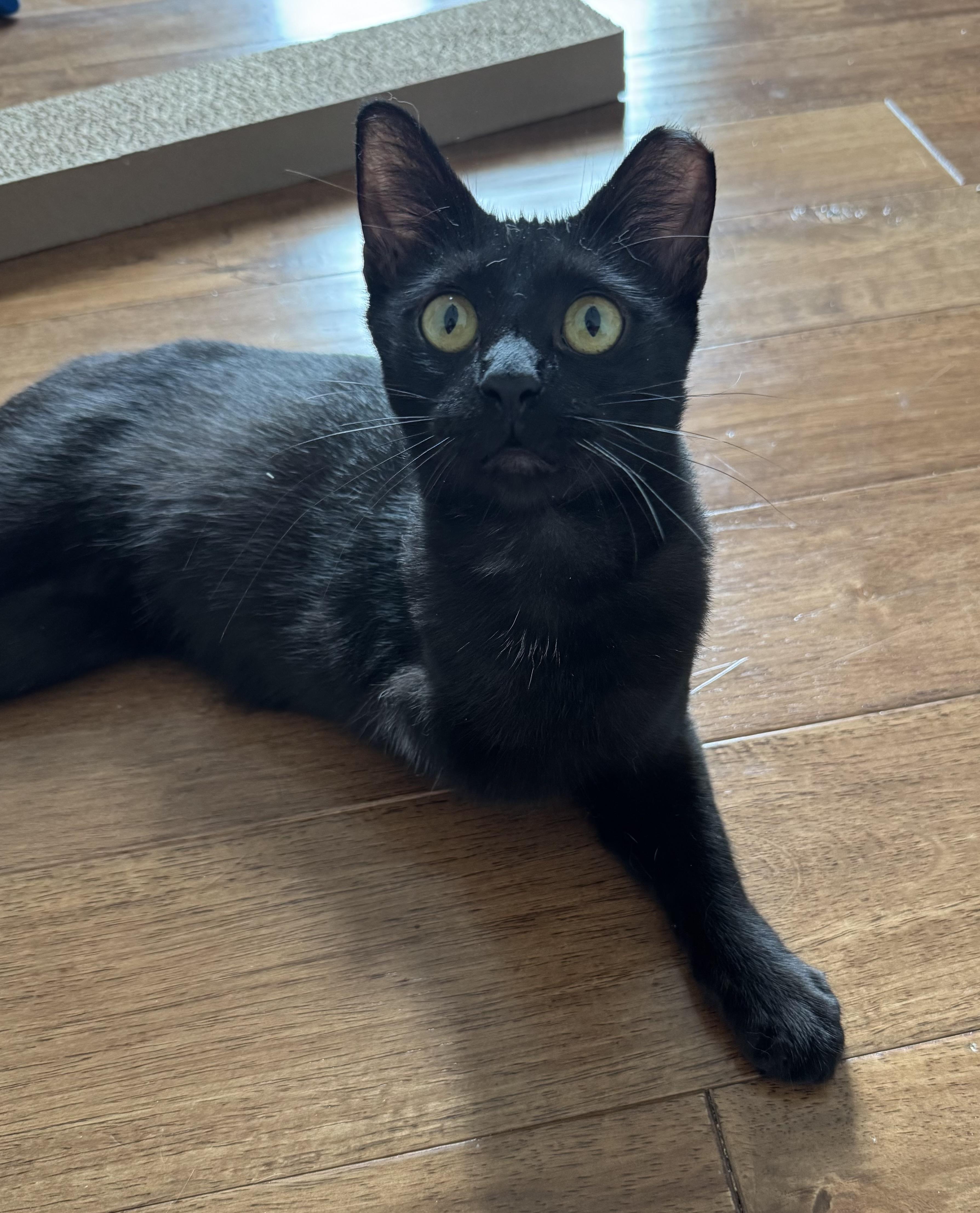 Trinity, ADOPTABLE, Young Female Domestic Short Hair.