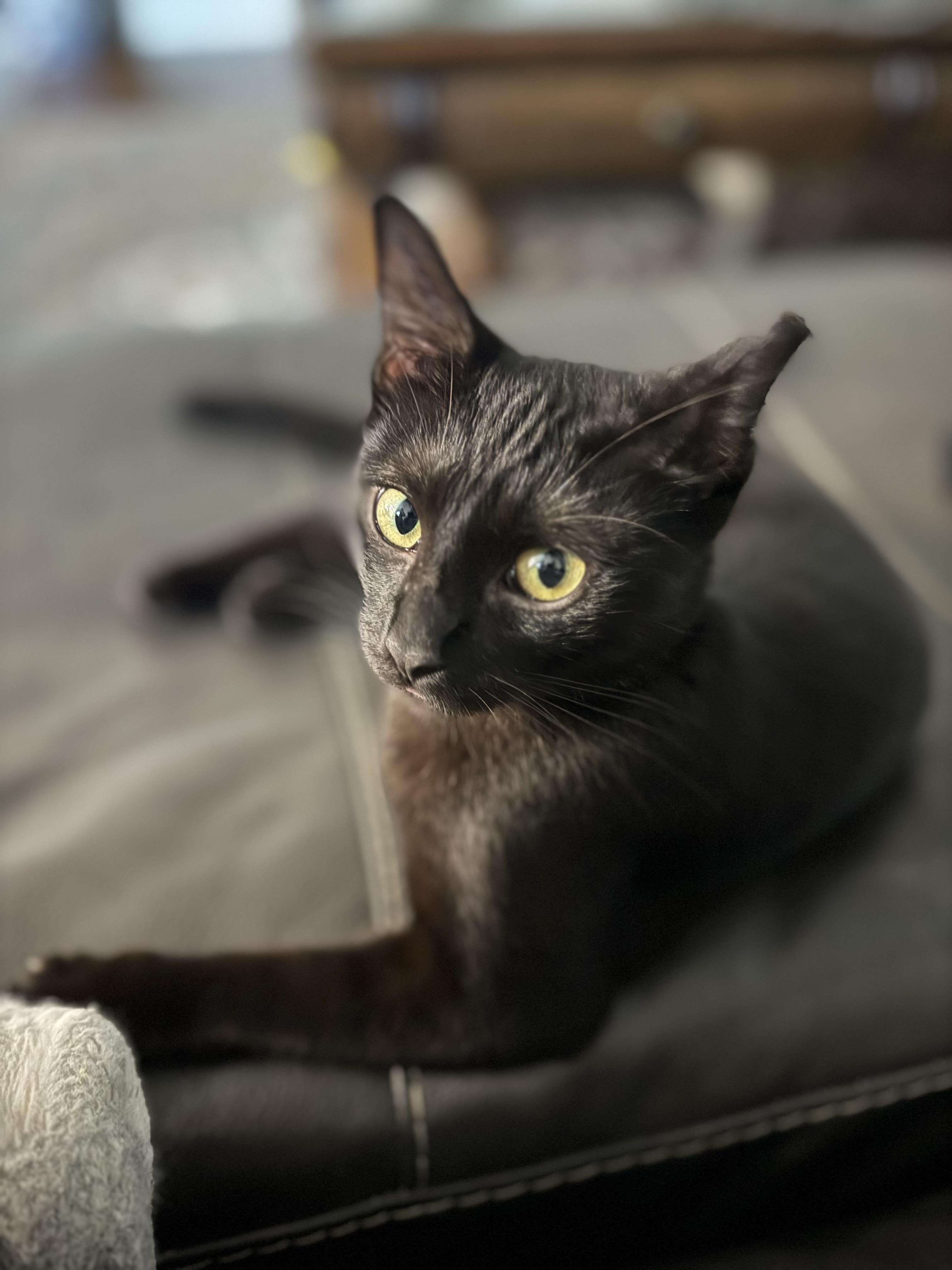 Trinity, a ADOPTABLE Domestic Short Hair in New Orleans, LA image 3/6