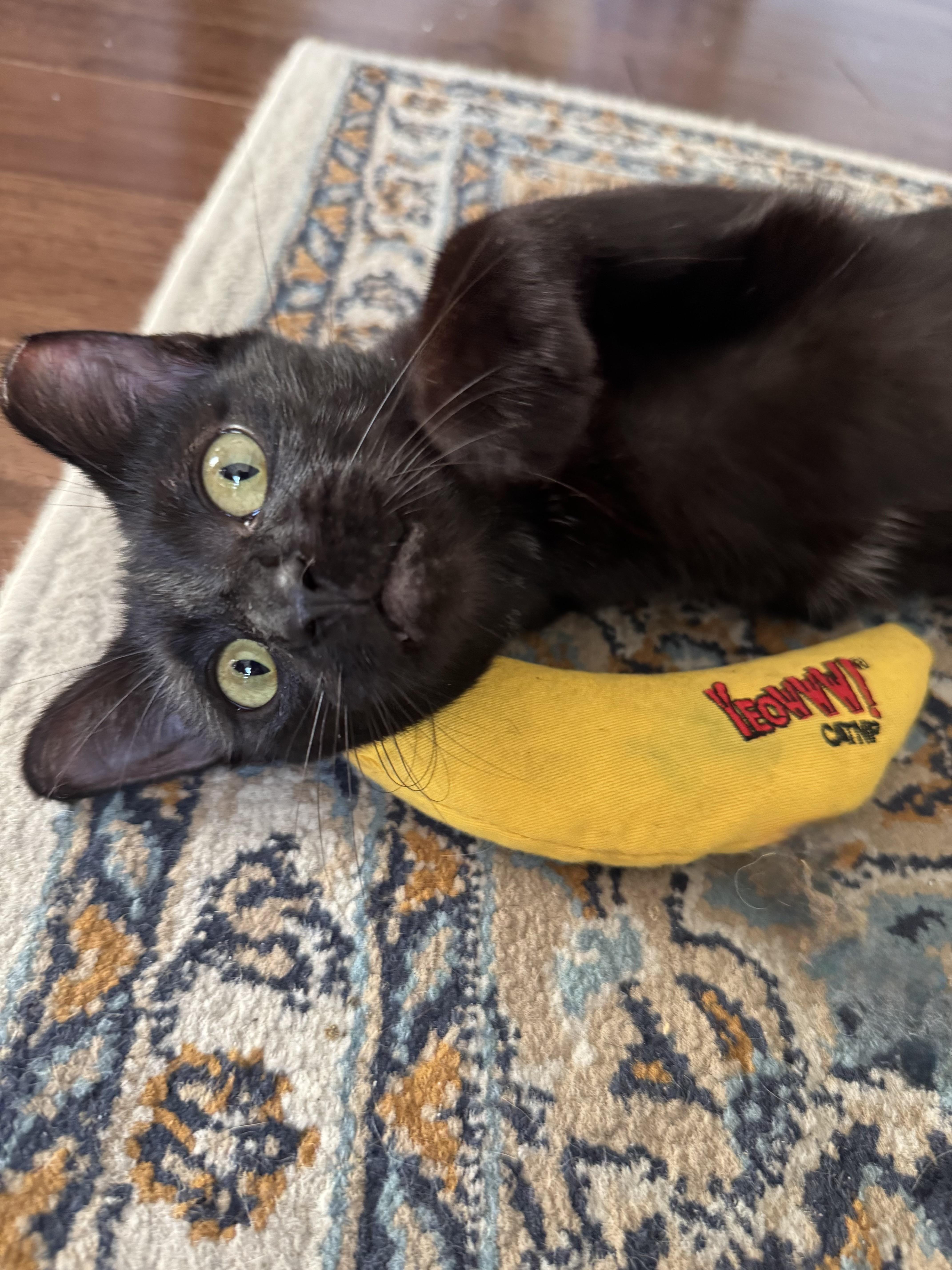 Trinity, a ADOPTABLE Domestic Short Hair in New Orleans, LA image 2/6