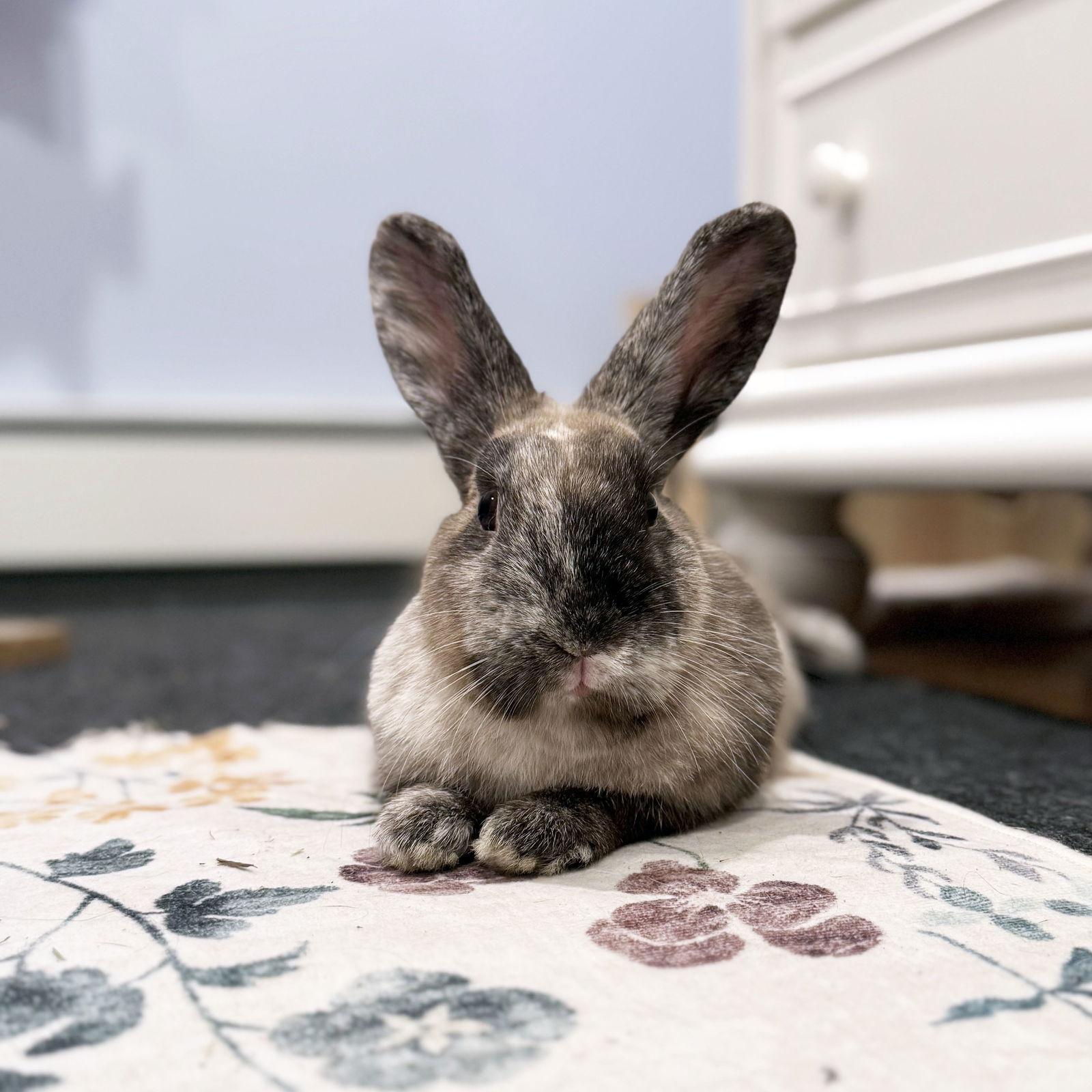 Enlarge Fifi, a Adoptable Harlequin in Great Neck, NY image 1/3