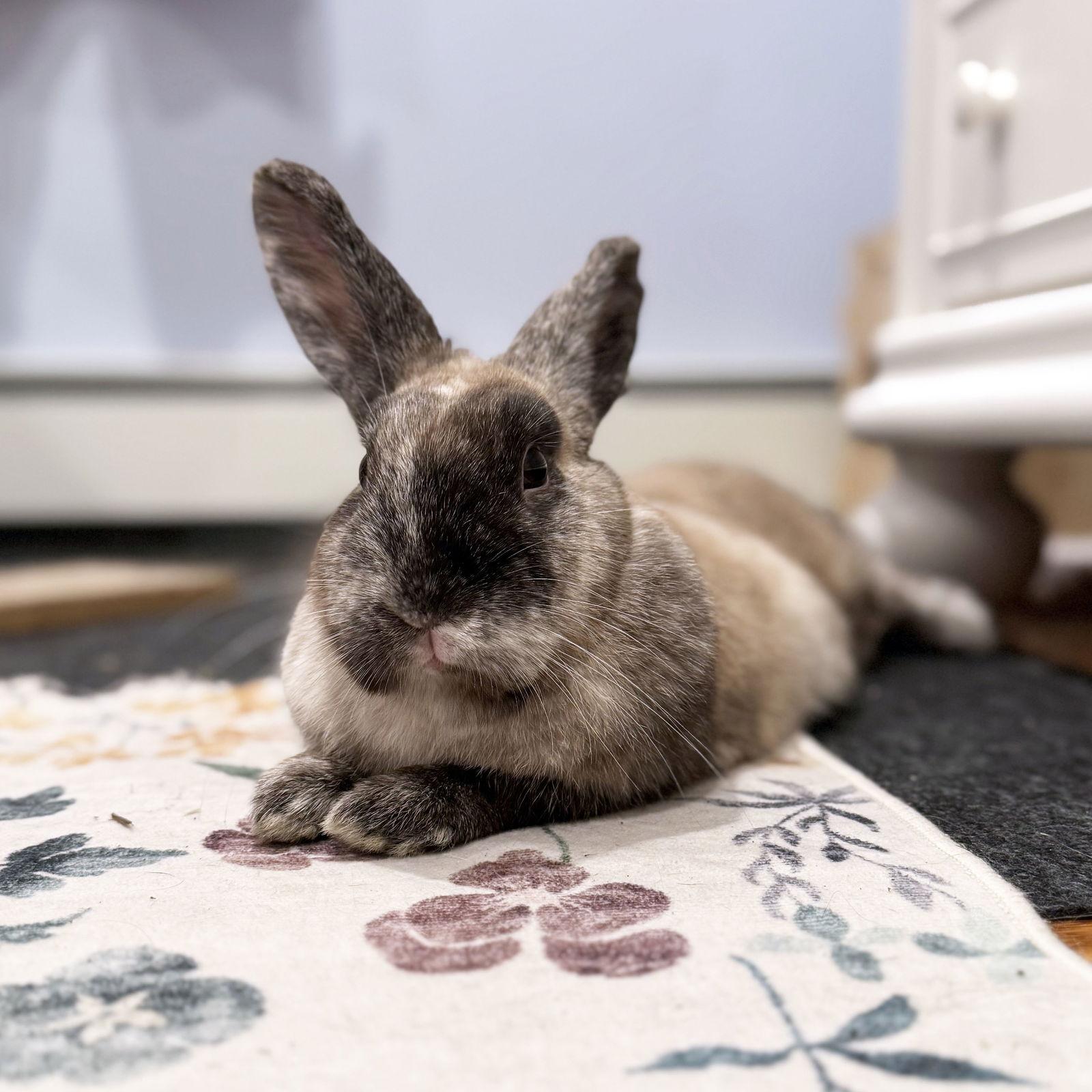 Enlarge Fifi, a Adoptable Harlequin in Great Neck, NY image 2/3