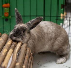 Enlarge Fifi, a Adoptable Harlequin in Great Neck, NY image 1/1