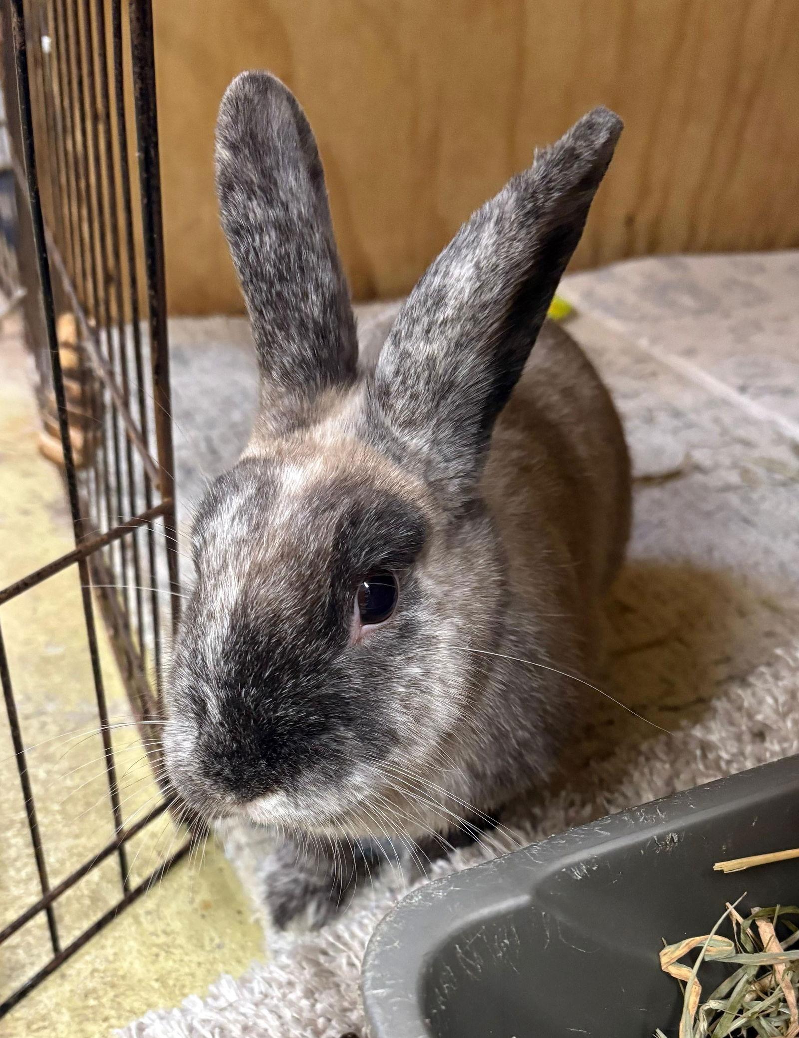 Fifi, Adoptable, Adult Female Harlequin.