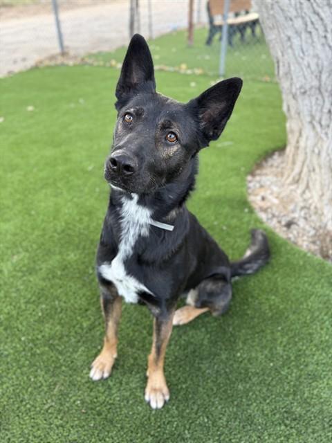 SWEETIE BELLE, Adoptable, Young Female Belgian Shepherd / Malinois & Mixed Breed.