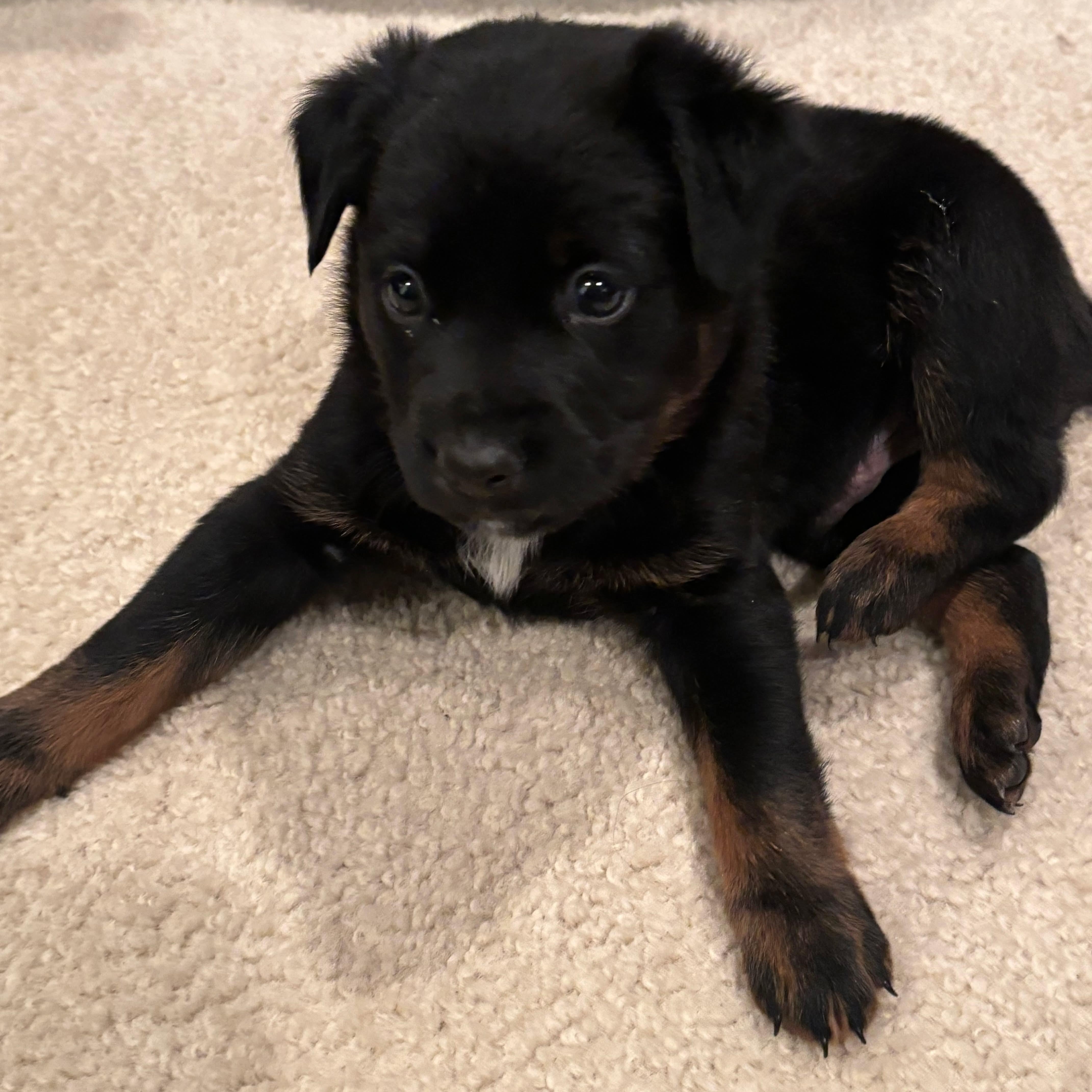 Enlarge Rum, a ADOPTABLE mixed breed in Buffalo, NY image 1/2