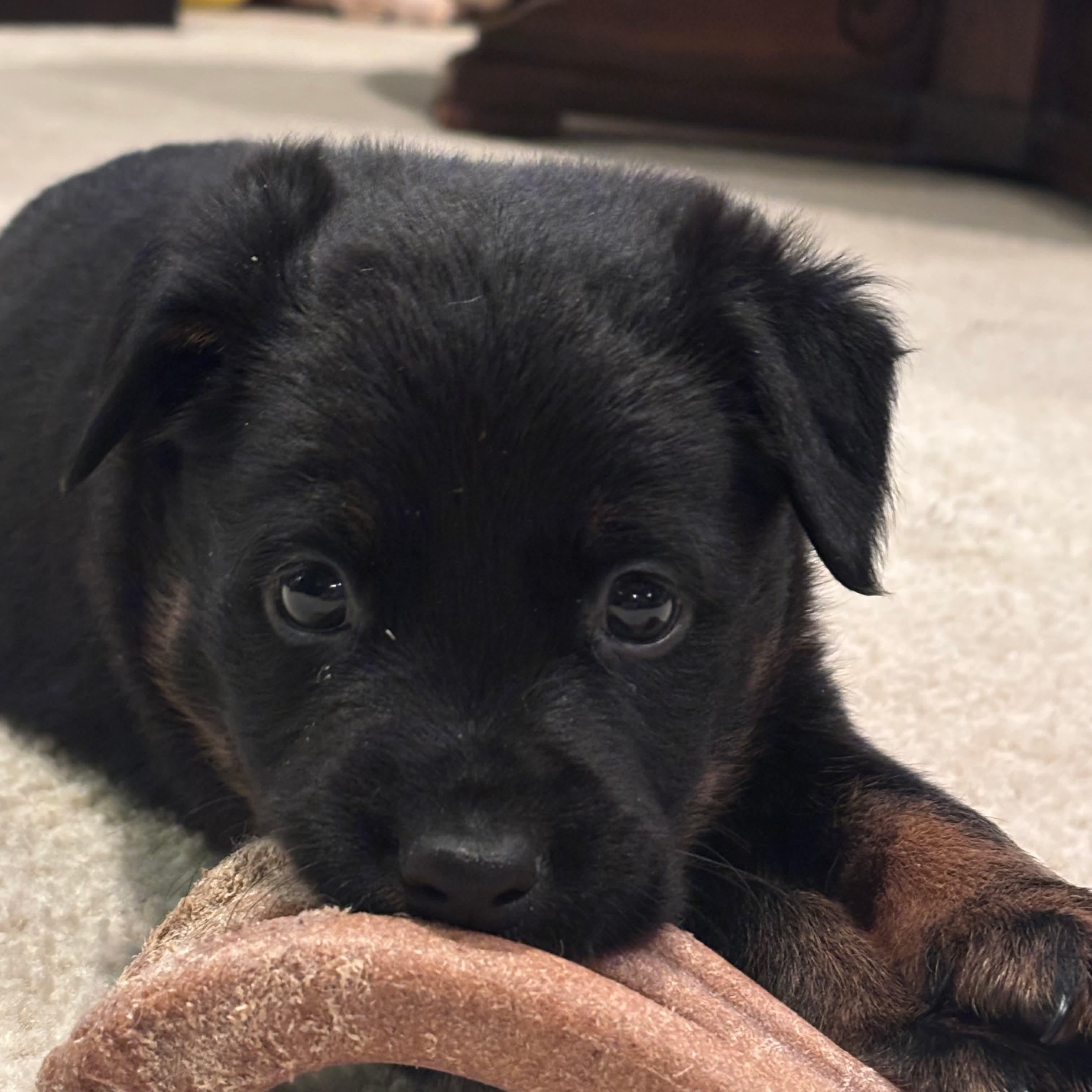 Enlarge Rum, a ADOPTABLE mixed breed in Buffalo, NY image 2/2