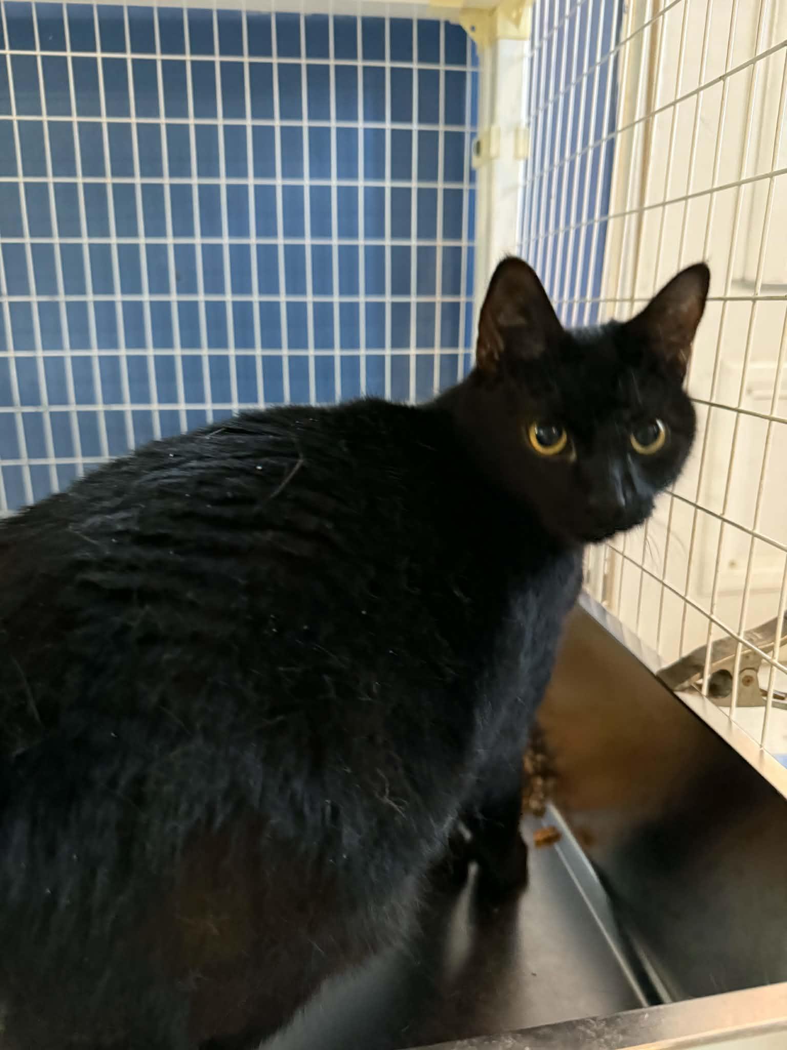 Scarf, Adoptable, Adult Female Domestic Medium Hair.