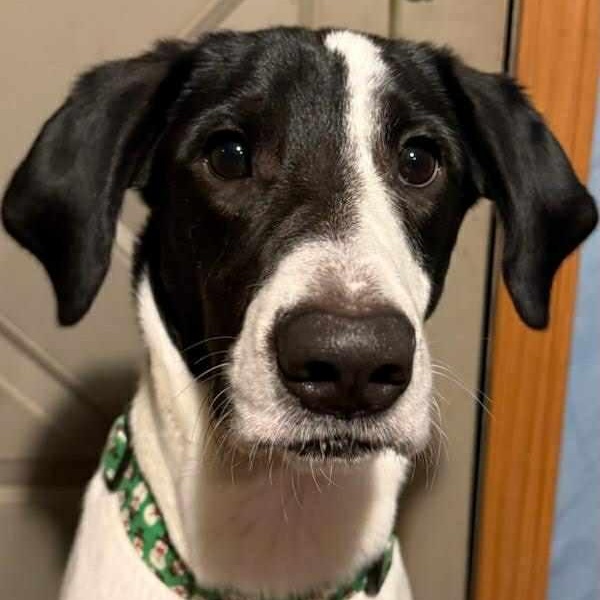 Willow, a Adoptable mixed breed in Martinsville, IN image 2/4