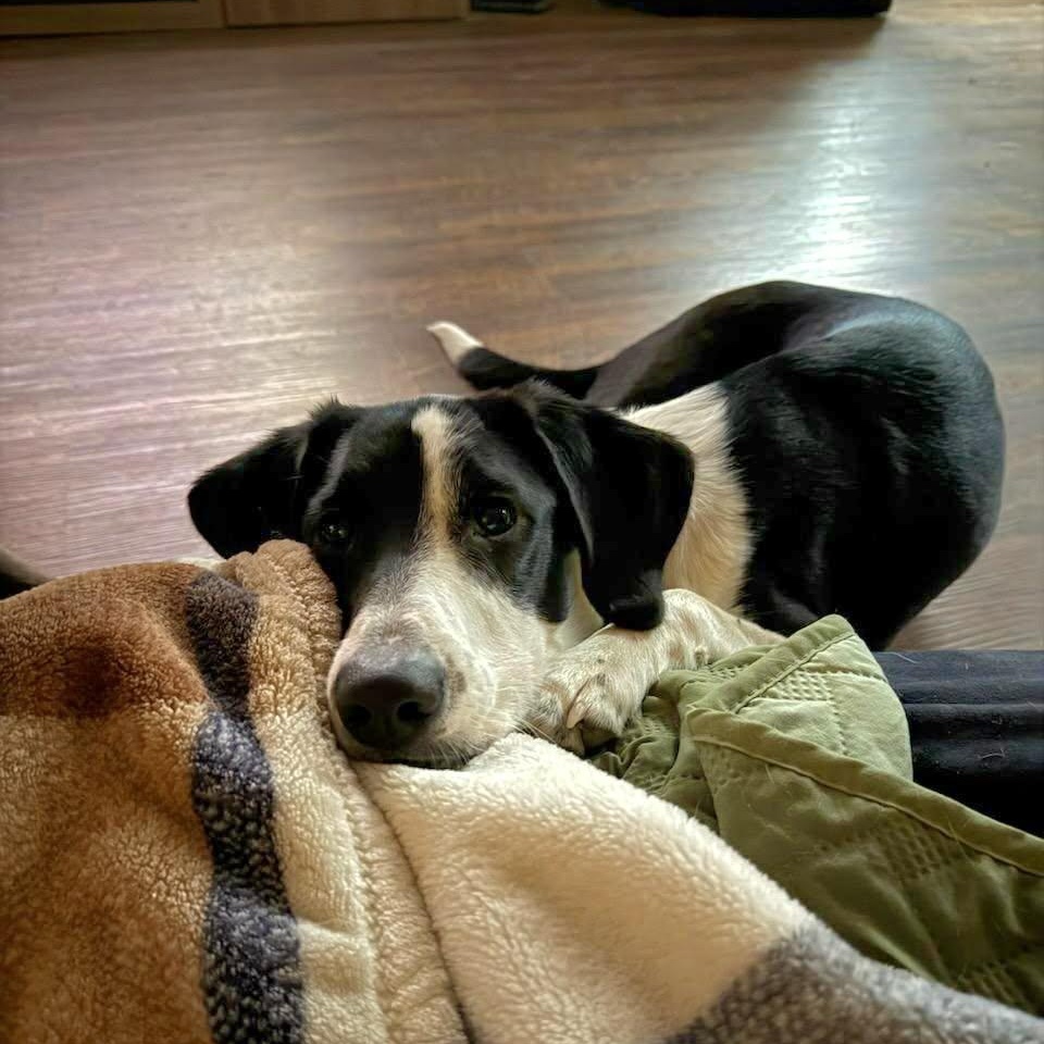 Enlarge Willow, a Adoptable mixed breed in Martinsville, IN image 1/5