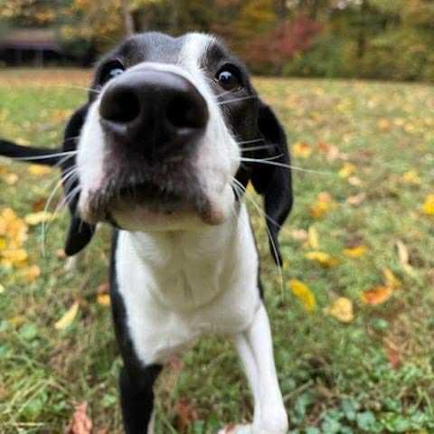 Willow, a Adoptable mixed breed in Martinsville, IN image 3/4