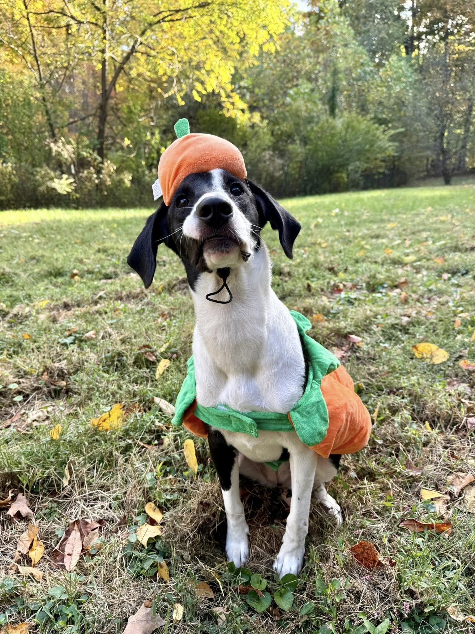 Willow, Adoptable, Young Female Border Collie & Beagle.
