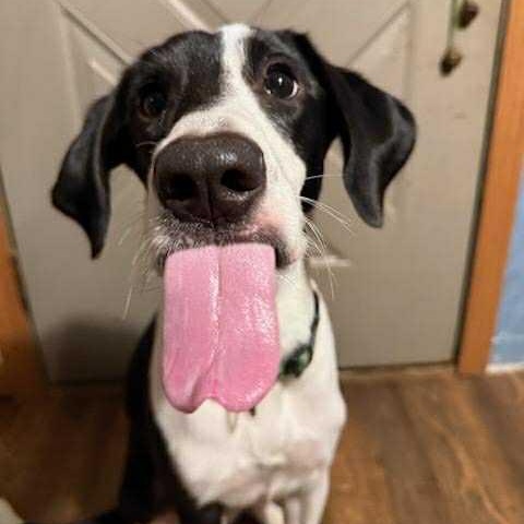 Willow, a Adoptable mixed breed in Martinsville, IN image 4/4