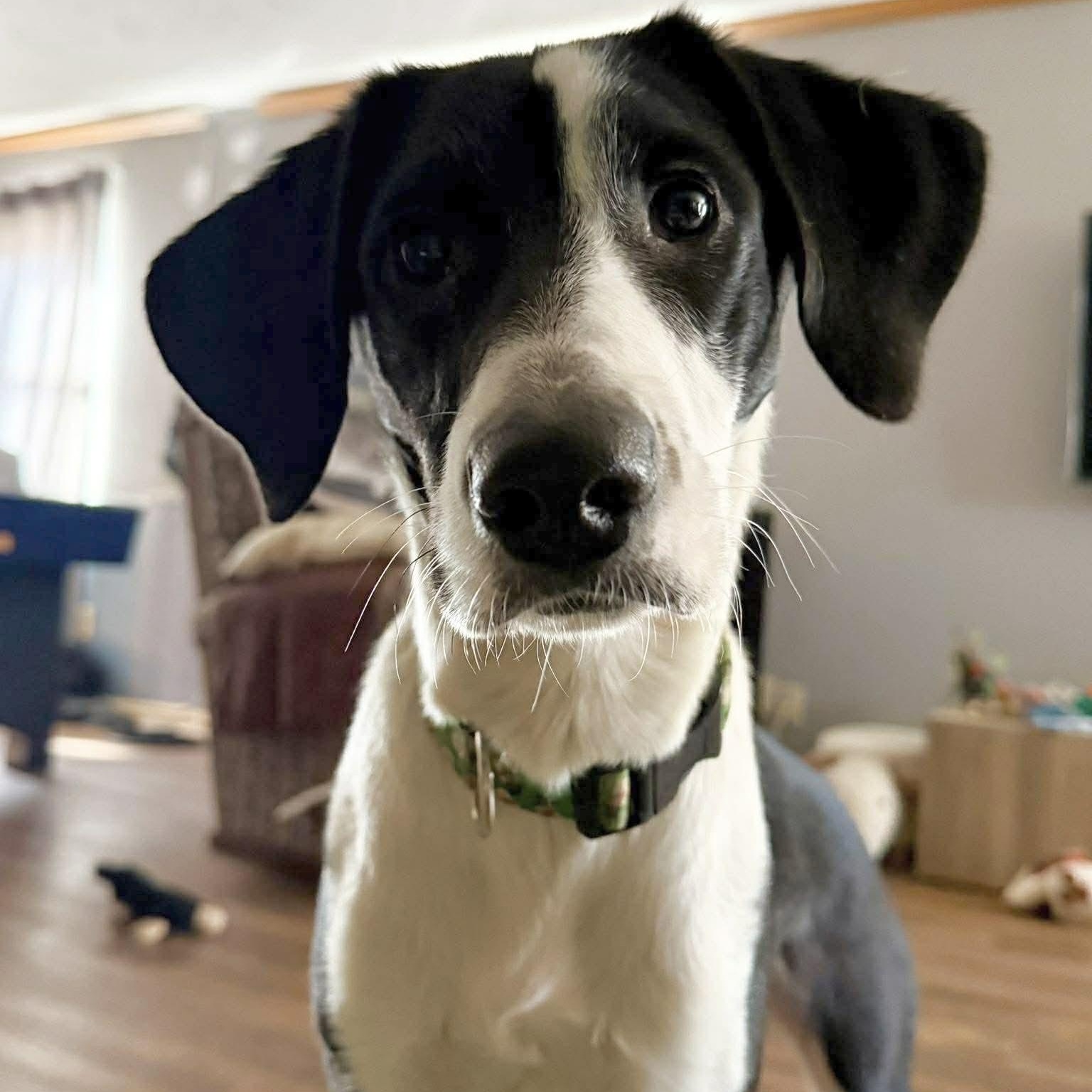 Willow, Adoptable, Young Female Border Collie & Beagle.