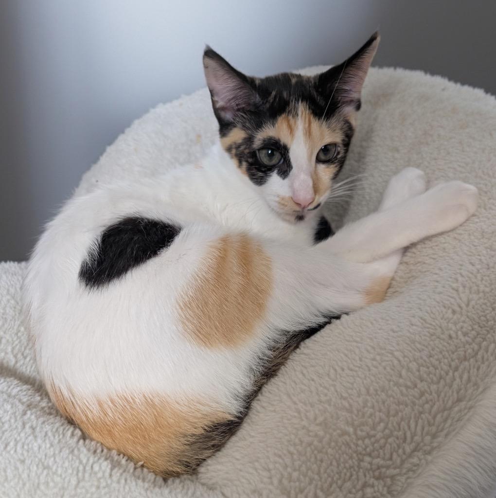 Enlarge Celestia-Very Friendly!, a Adoptable mixed breed in Fort Myers, FL image 1/1