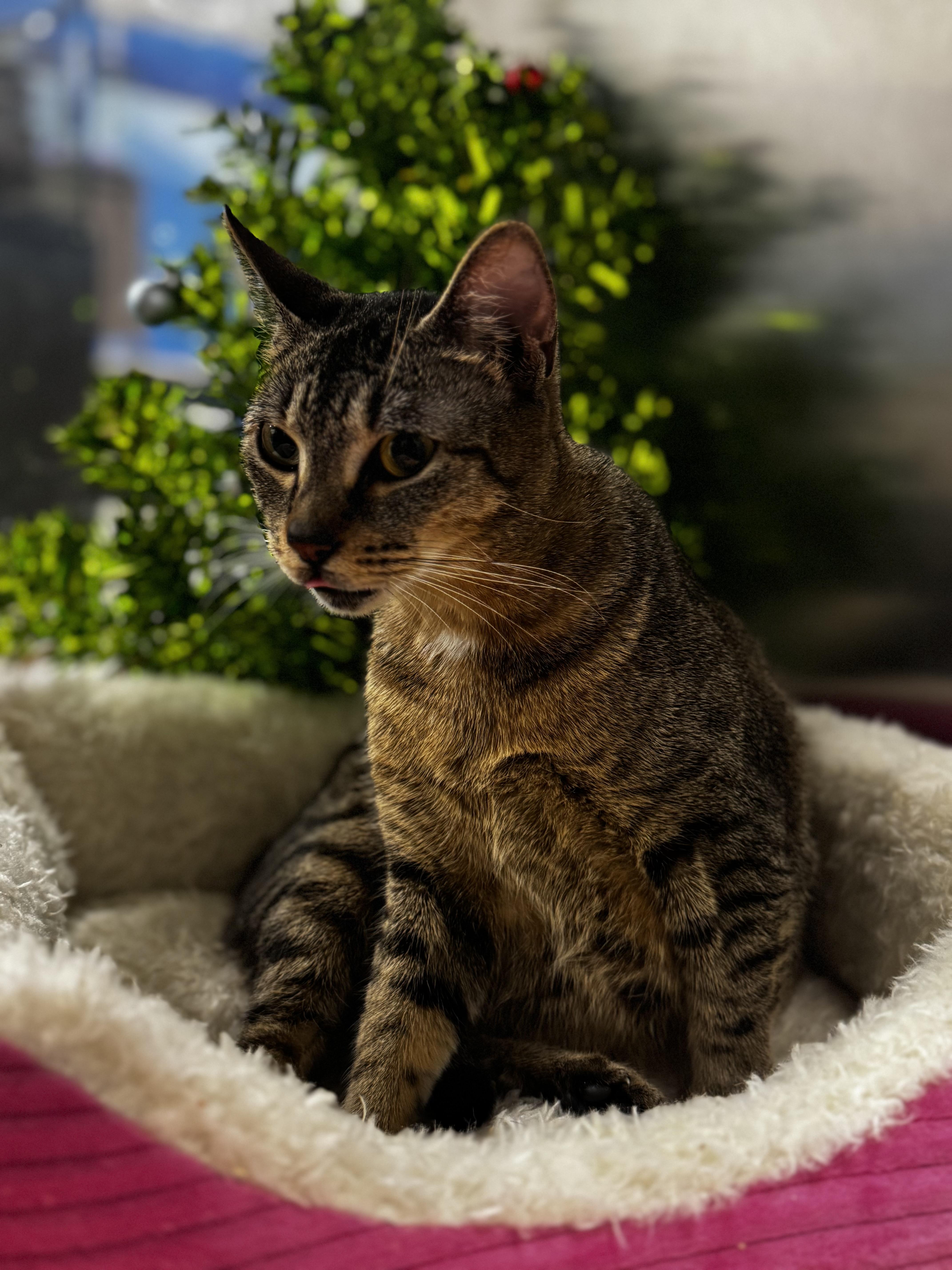 Enlarge Cindyloo, a ADOPTABLE Domestic Short Hair in Auburn, WA image 1/1