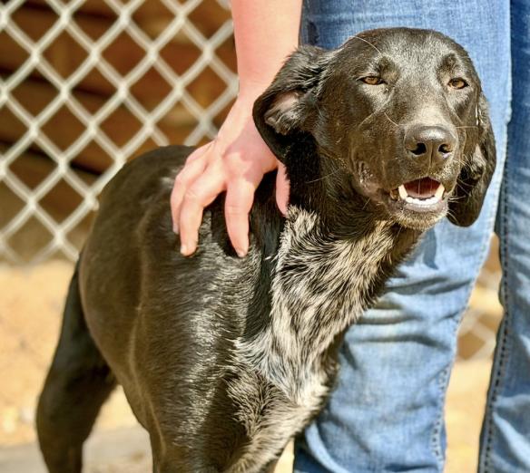 Enlarge Luke, a ADOPTABLE Coonhound in Livingston, TX image 1/1